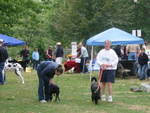 Strutt your Mutt 2010